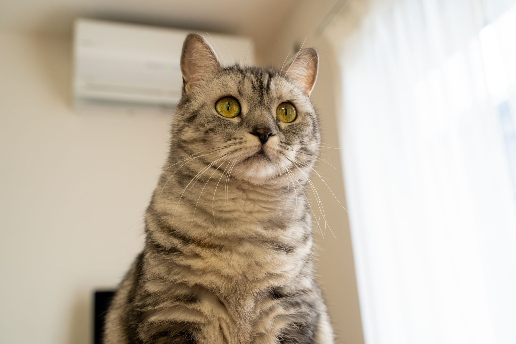 驚く猫